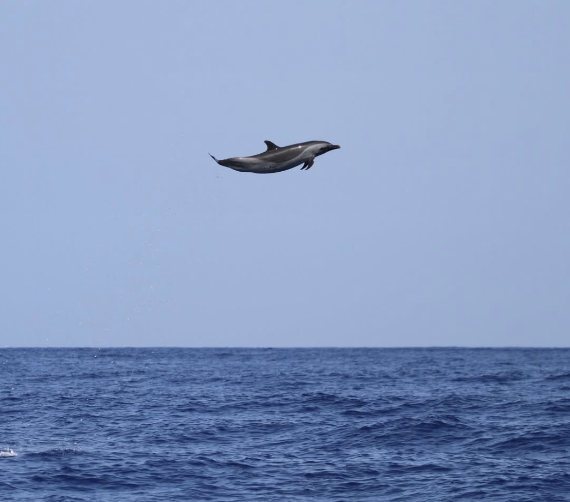 &ldquo;مايكل جوردان الدلافين&rdquo;.. صورة تقفز فوق الجدل