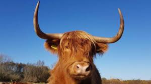 نقل أبقار محمية بريطانية لحمايتها من التوتر بسبب الزوار