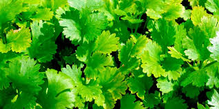 الأعشاب اليومية.. نكهة وصحة في ملعقة