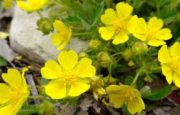 نبات التورمنتيل يقود إلى اكتشاف علمي واعد