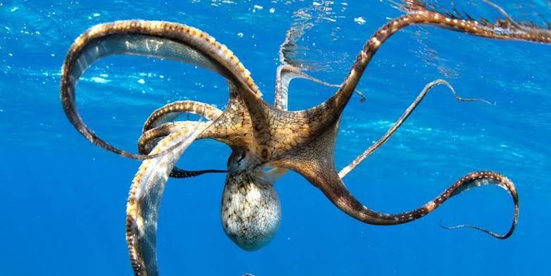 أحفورة الـ300 مليون سنة ليست أخطبوطاً