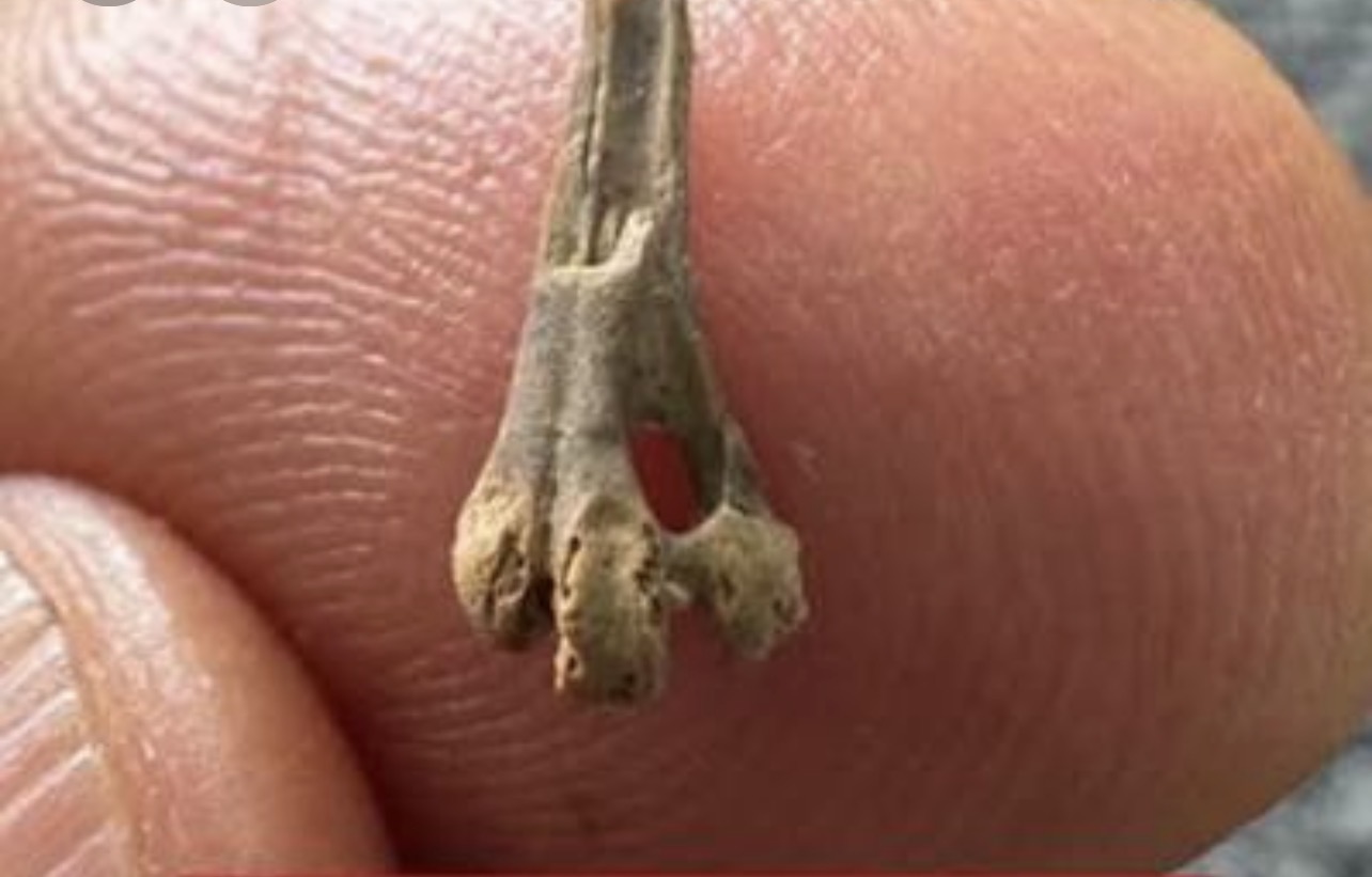 اكتشاف أثري نادر يعيد كتابة تاريخ الطيور في مصر