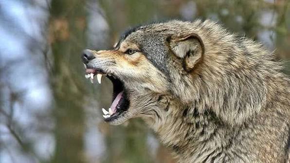 ذئب يحفر نفقاً ويهرب من منتزه في كوريا الجنوبية