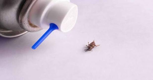 هل تكفي المبيدات للتخلص من الصراصير؟