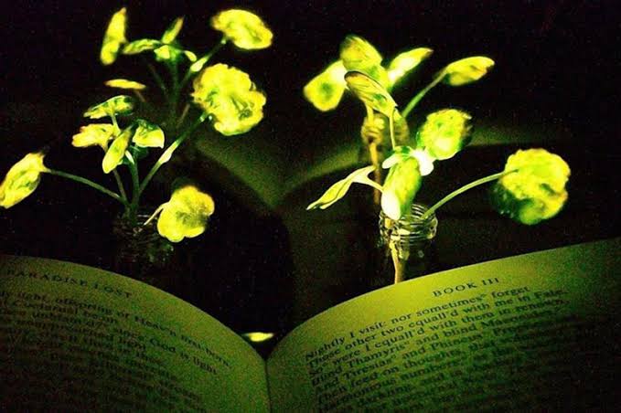 العلم يضيء المدن بالنباتات المتوهجة