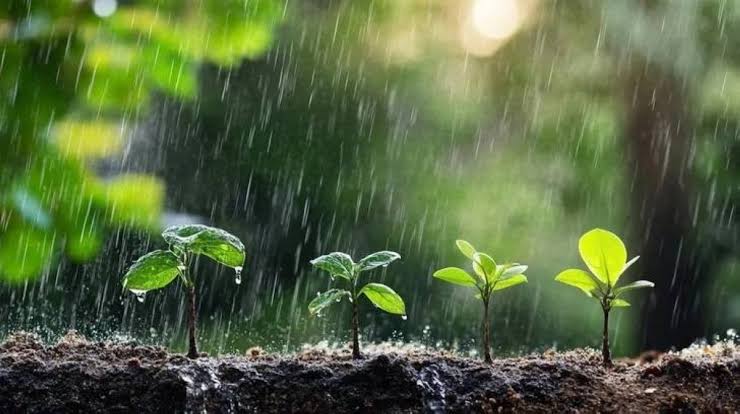 كائنات مجهرية تتحكم في المطر