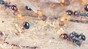 مملكة بلا ذكور.. نمل ينسخ نفسه