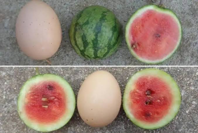 بطيخ بحجم بيضة الدجاج يفتح آفاقاً جديدة