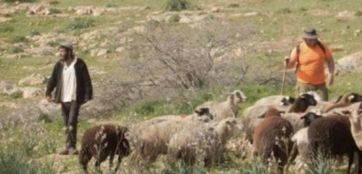 مستعمرون يطلقون مواشيهم ويقتلعون أشجار زيتون بمسافر يطا جنوب الخليل