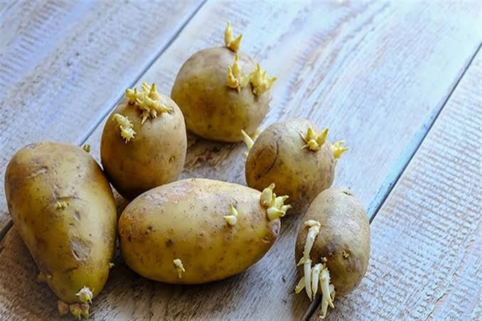 البطاطا المبرعمة خطر صحي خفي