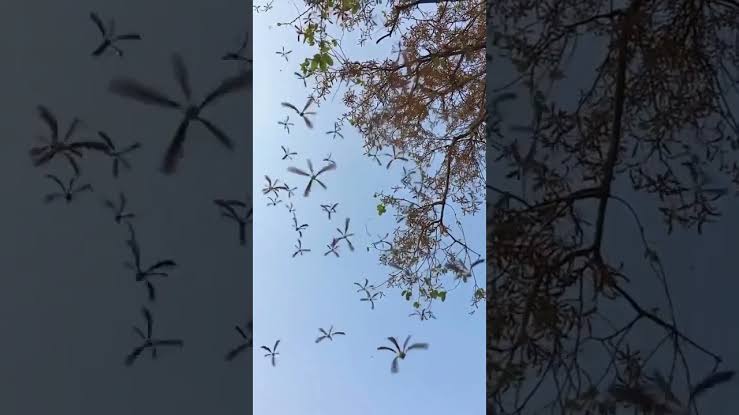 ثمار الهولونغ تتحول إلى طائرات هليكوبتر طبيعية