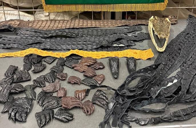 الجمارك الروسية تضبط 64 جزءًا من تمساح في أمتعة راكب