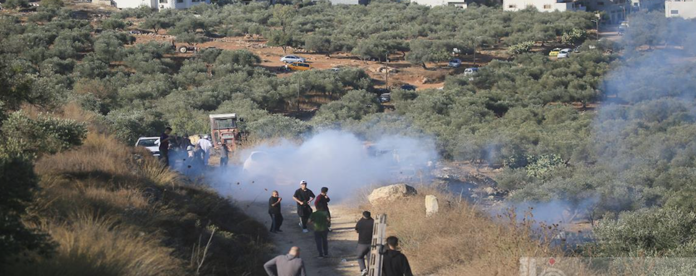 الأمم المتحدة: هجوم المستعمرين على موسم قطف الزيتون الفلسطيني أداة للتهجير والسلب