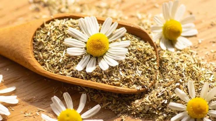 كوب بابونج قبل النوم.. وصفة طبيعية لراحة ليلية أفضل